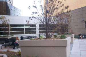 Completed Green Roof