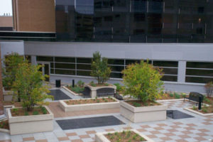 Green Roof Plantings